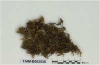 藏品(灰苔屬)的圖片